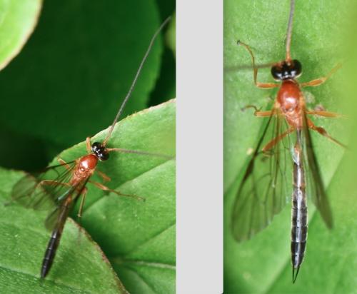 Cidaphus sp.